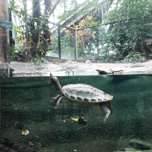 Science Trip to the Toronto&nbsp;Zoo